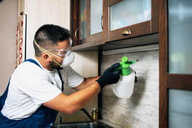 Best Wasp Removal Services  in Nocatee, FL