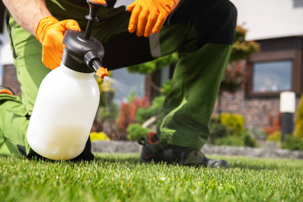 Wasp Removal Services in Nocatee, FL