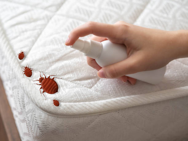 Best Ant Control Services  in Nocatee, FL