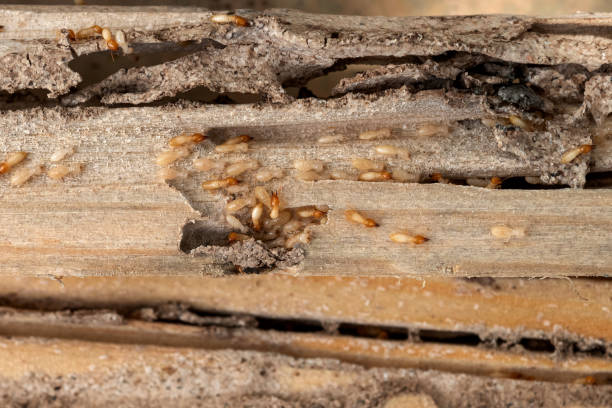 Best Pest Removal Services  in Nocatee, FL